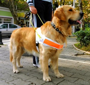 guide-dog