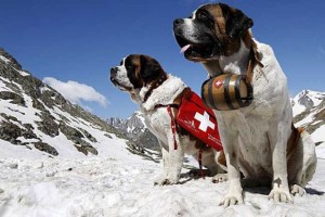 search-rescue-dog